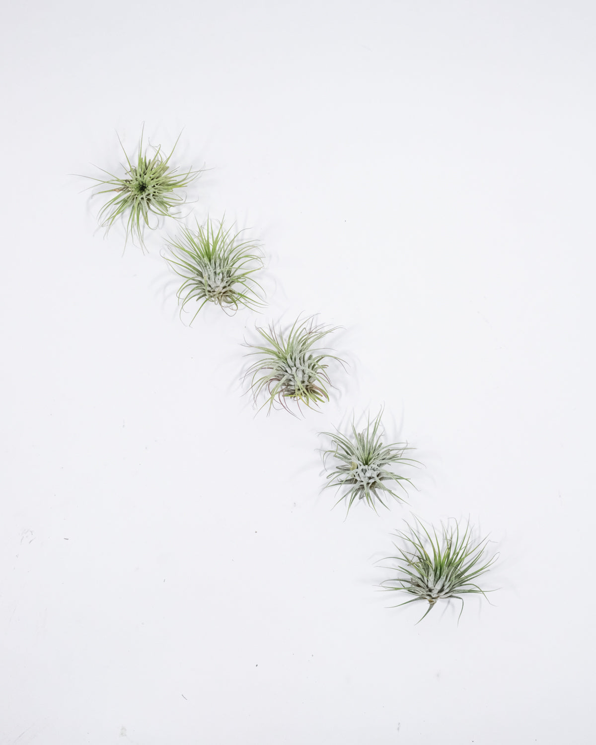 Fünf Luftpflanzen in einer Linee auf weissem Hintergrund