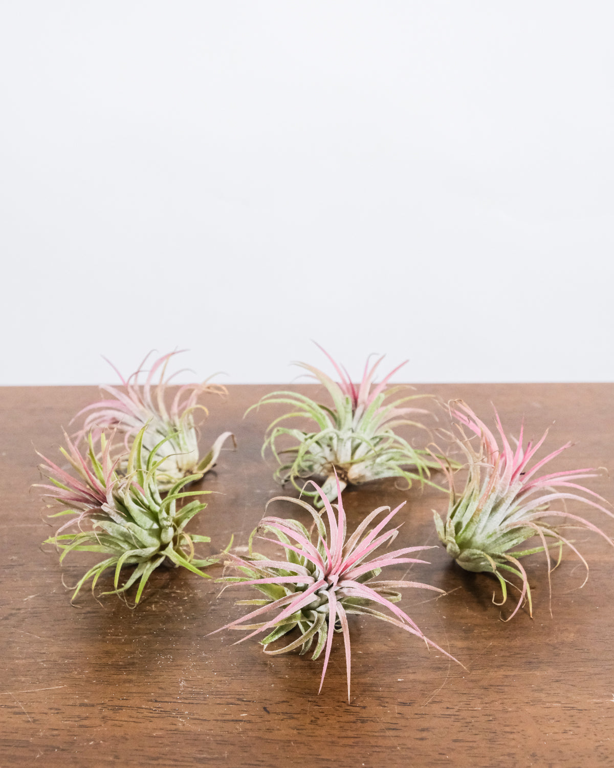 Fünf pinke Luftpflanzen auf einem Holztisch