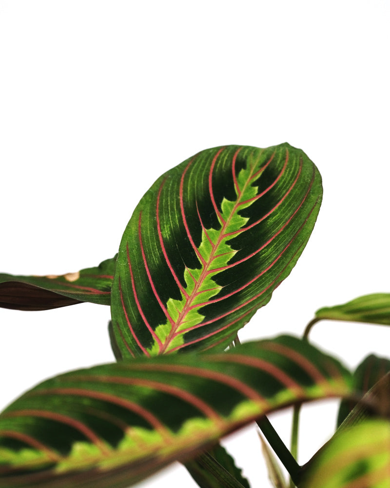 Detail der Blätter der Maranta