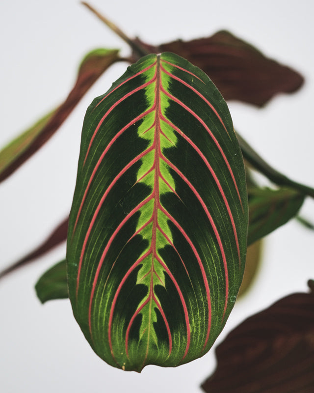 Blattdetail der Maranta mit grüner, hellgrüner und roter Musterung