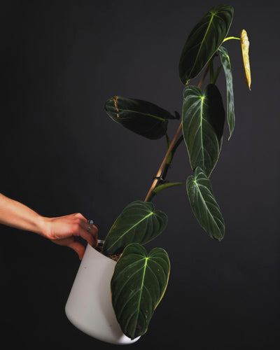 Frau hält Philodendron melanochrysum im weissen Topf vor schwarzer Wand