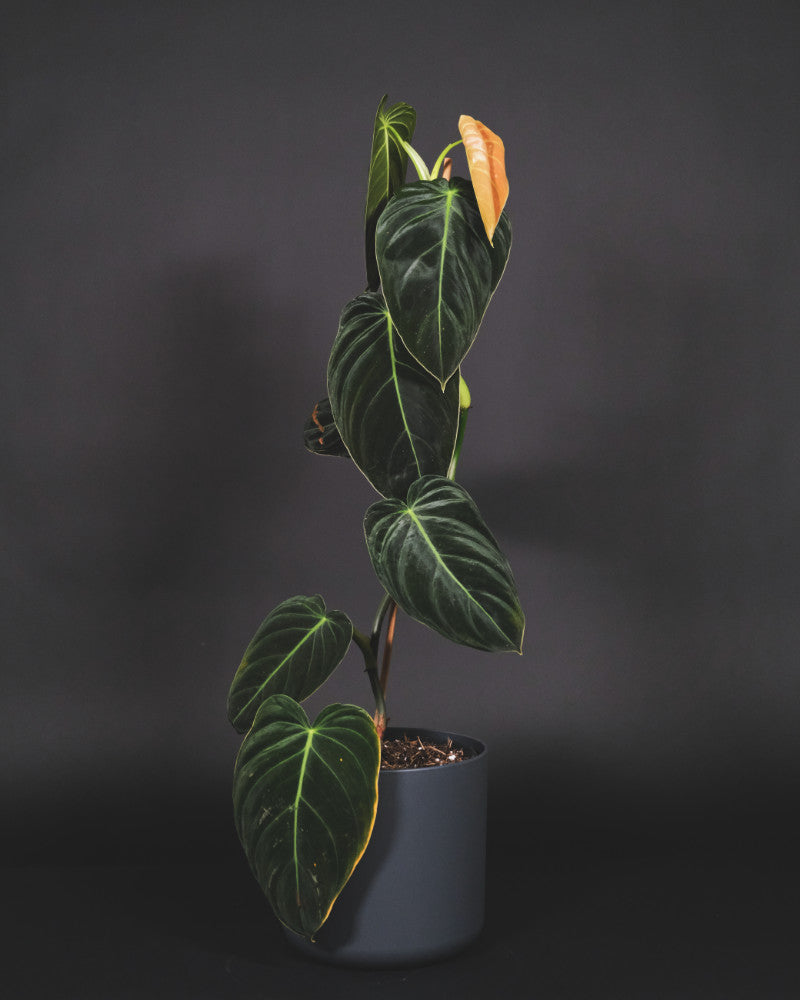 Philodendron melanochrysum in anthrazit farbenen Topf