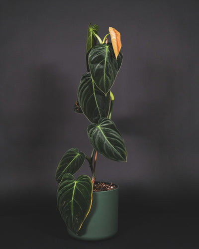 Philodendron melanochrysum in grünen Innentopf
