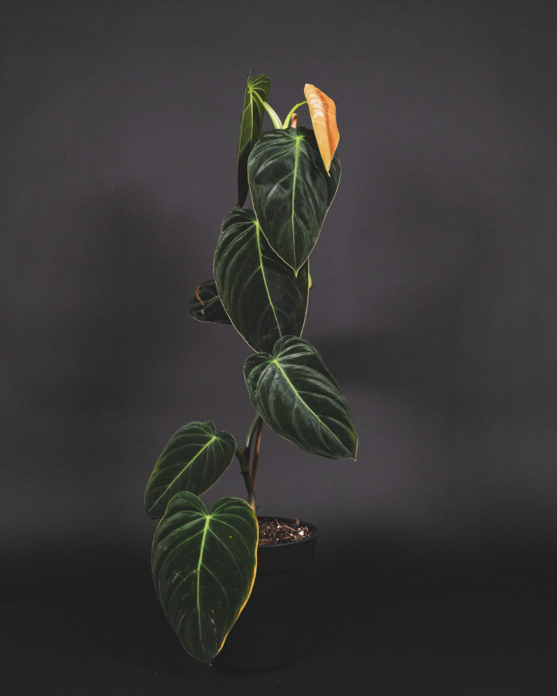 Philodendron melanochrysum in schwarzem Innentopf