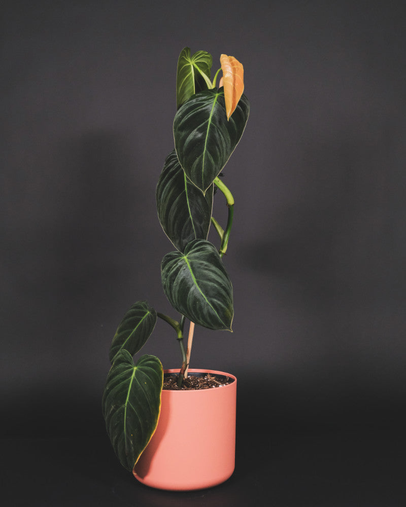 Philodendron melanochrysum in pinken Topf