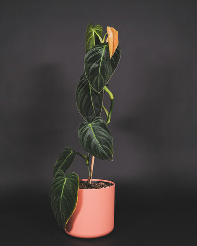 Philodendron melanochrysum in pinken Topf