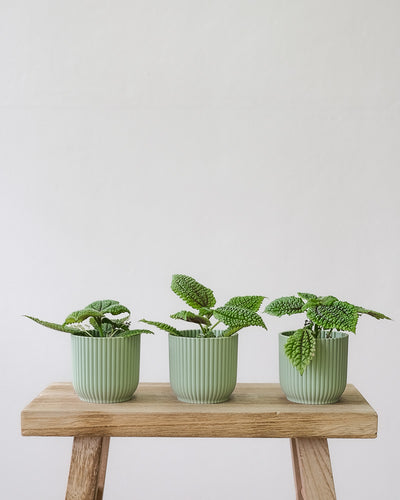Drei Pilea-Babypflanzen in mint farbenen Töpfchen stehen auf einem Stück Holz.