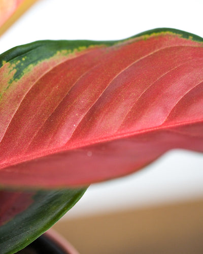 Nahaufnahme der Blätter einer Aglaonema Orange Star. Die blätter sind rot-orange und haben einen grünen Rand.