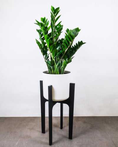Pflanzenständer XL (30cm) in Schwarz mit einer Glücksfeder in weissem Topf darauf