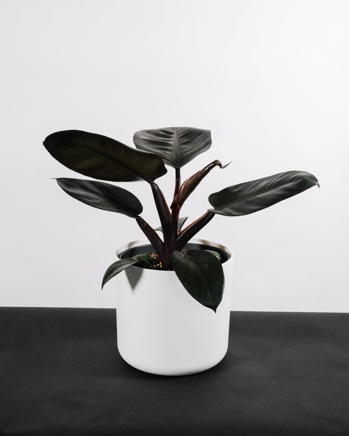 Philodendron Black Cardinal in weissem Topf