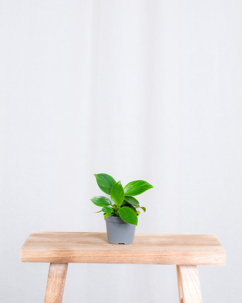 Baby Philodendron ‘White Measure’ ohne Übertopf