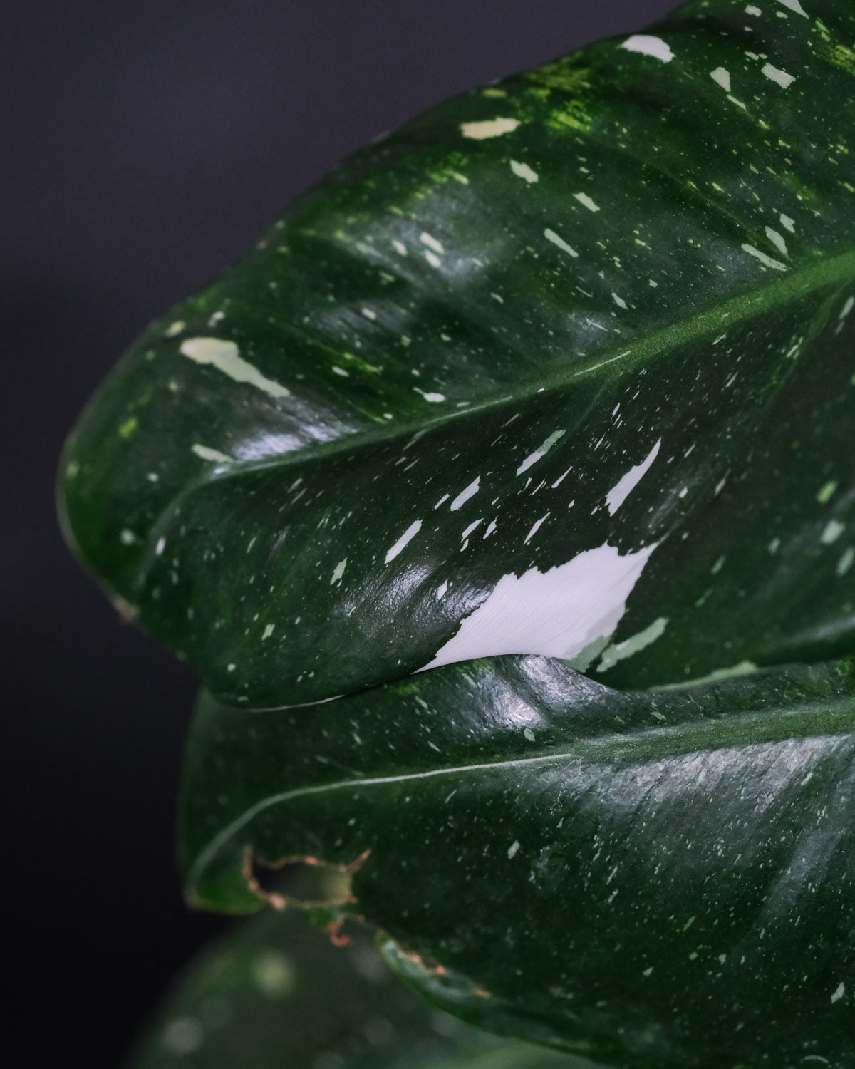 Detail eines grünen und eines weiss-grünen Blatts des Philodendron White Princess