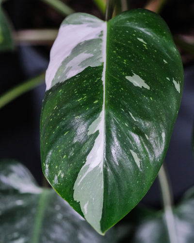 Detail eines grünen und eines weiss-grünen Blatts des Philodendron White Princess
