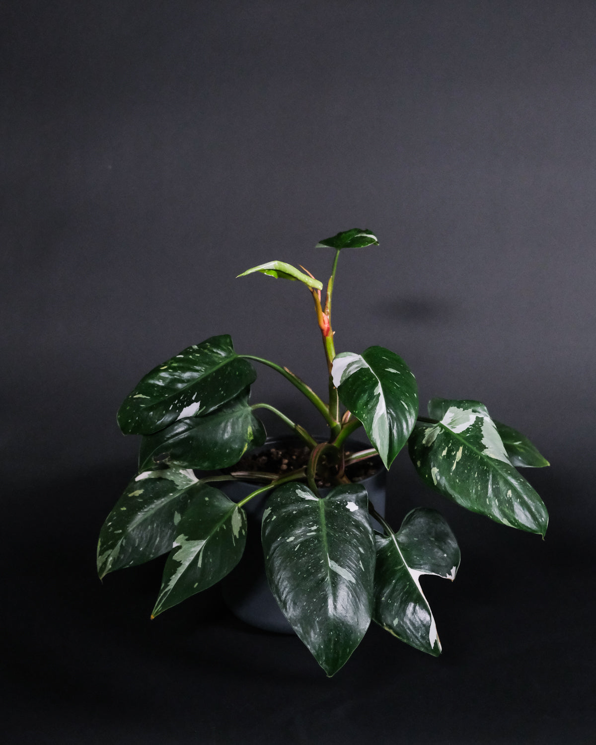 Philodendron White Princess im Topf in anthrazit