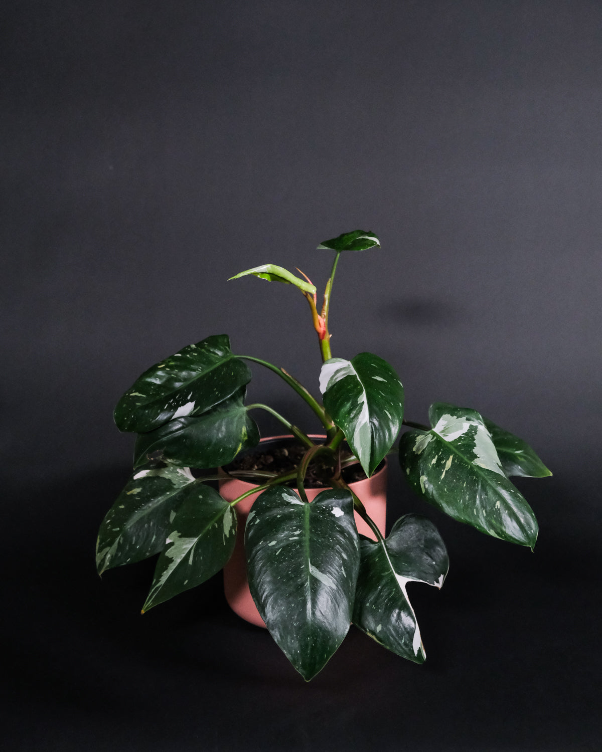 Philodendron White Princess im Topf in pink