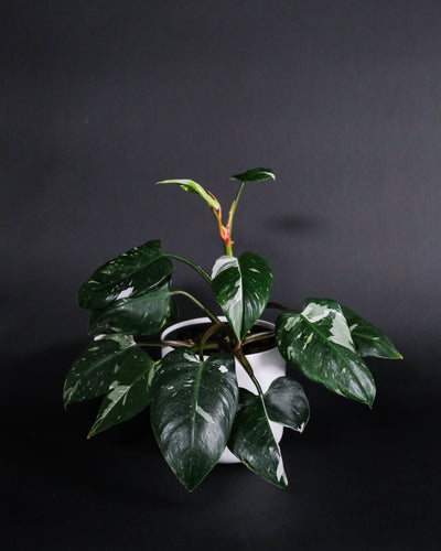 Philodendron White Princess im Topf in weiss