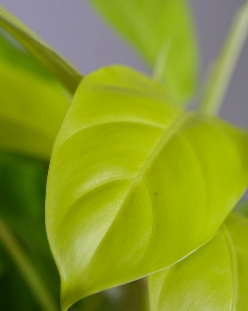 Hellgrünes Blatt eines Philodendron ‘Malay Gold’.