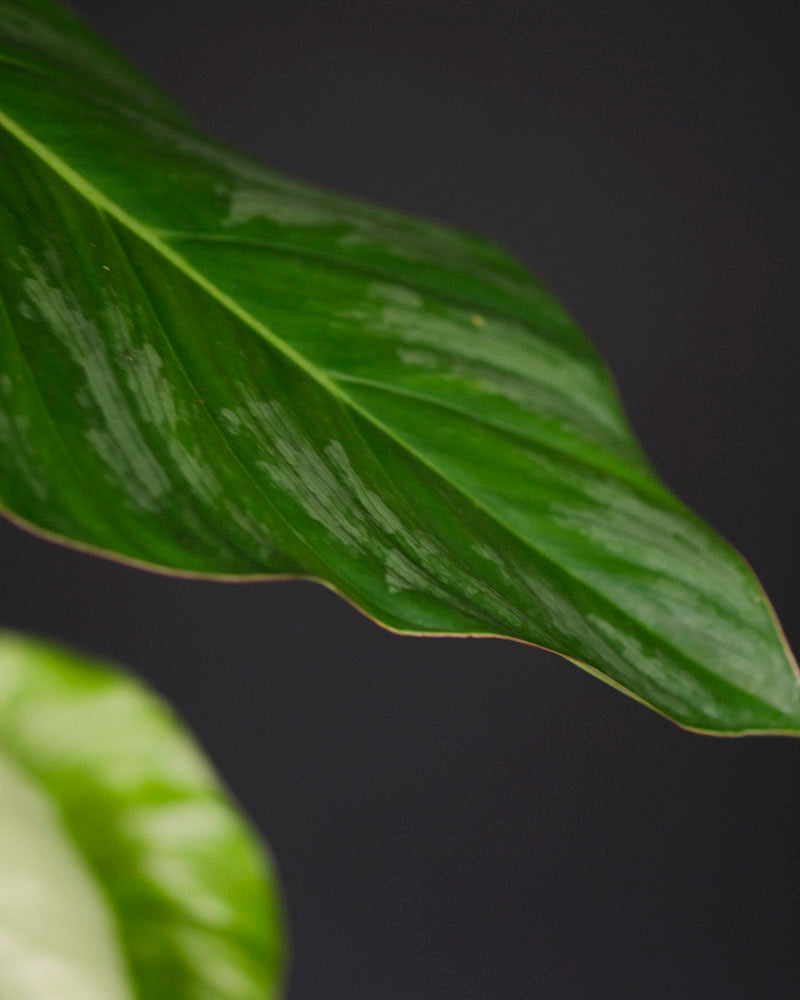 Grün-silbriges Blatt eines Philodendron pastazanum.