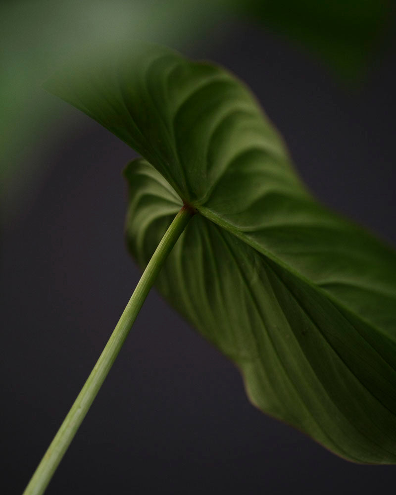 Unterseite eines Blattes von einem Philodendron pastazanum.