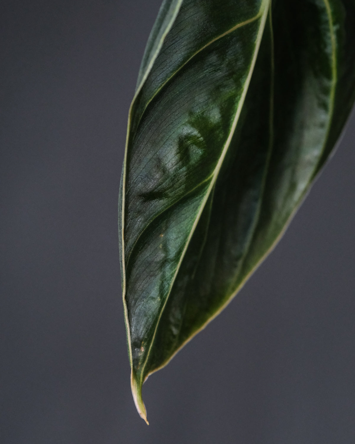 samtig-grünes Blatt mit hellgrünen Adern des Philodendron melanochrysum