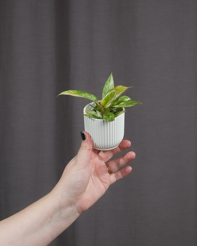 Babypflanze Philodendron "Ring of fire" in weissem Töpfchen wird von Hand gehalten vor dunklem Hintergrund