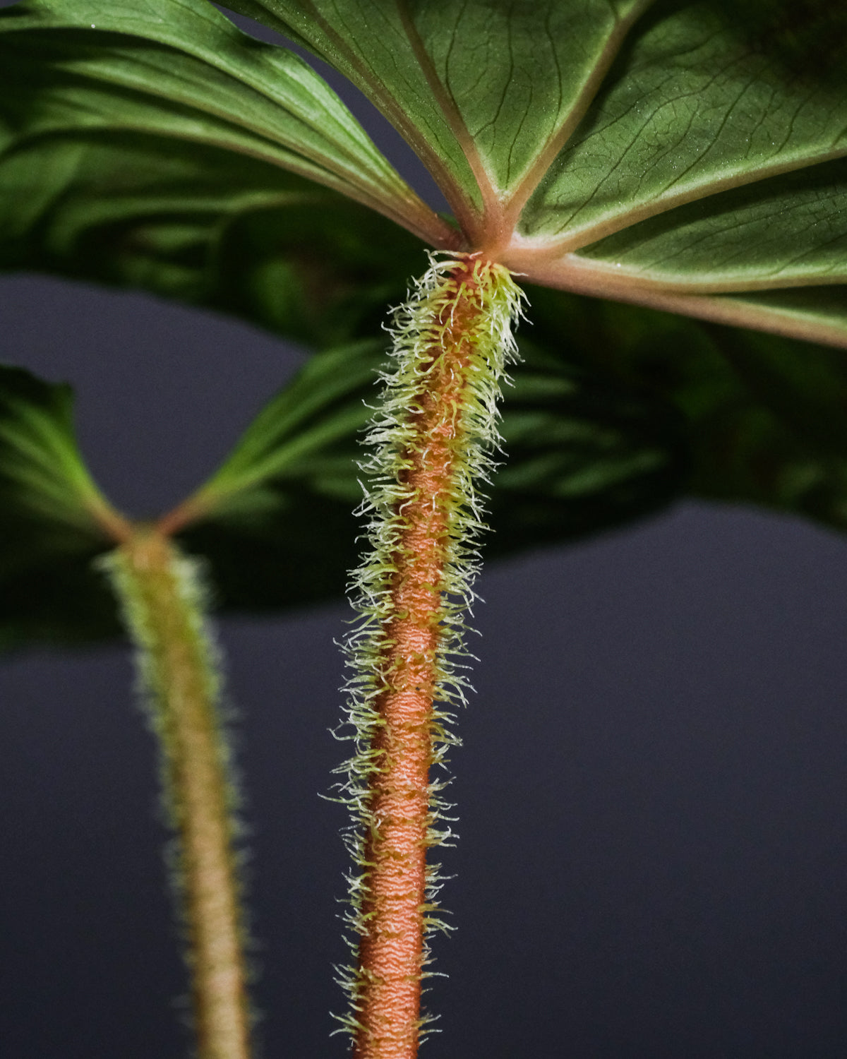 Blattadern des Philodendron verrucosum, von Nahem durch die Unterseite eines Blatts aufgenommen