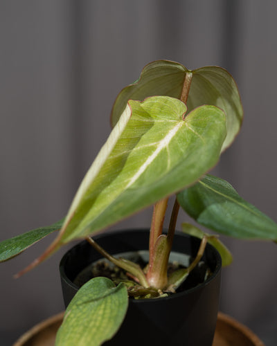 Nahaufnahme eines neuen Blattes einer Philodendron gloriosum Babypflanze.