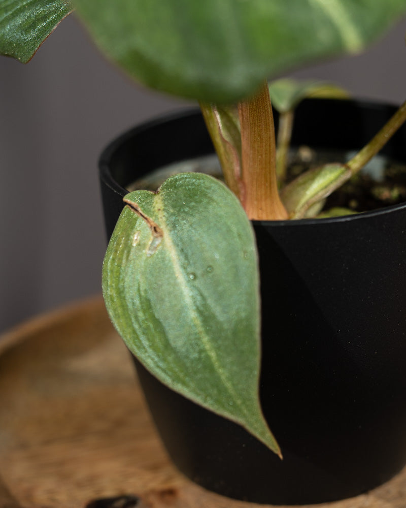 Nahaufnahme eines Blattes einer Philodendron gloriosum Babypflanze mit einem Makel.