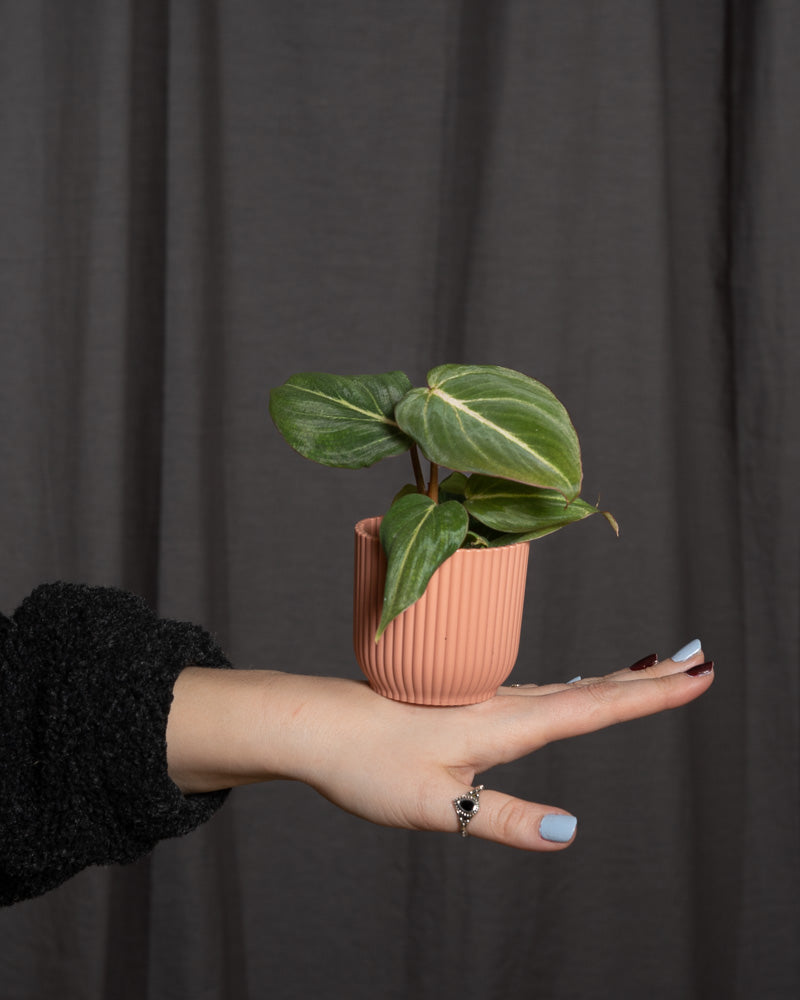 Philodendron gloriosum Babypflanze | feey Pflanzen 🌱 – feey AG