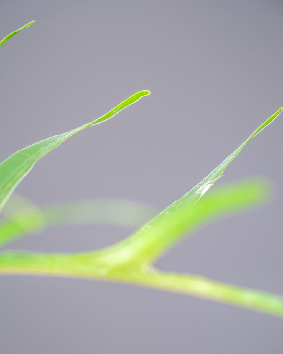 Blassgrüne Blattspitzen eines Philodendron tortum