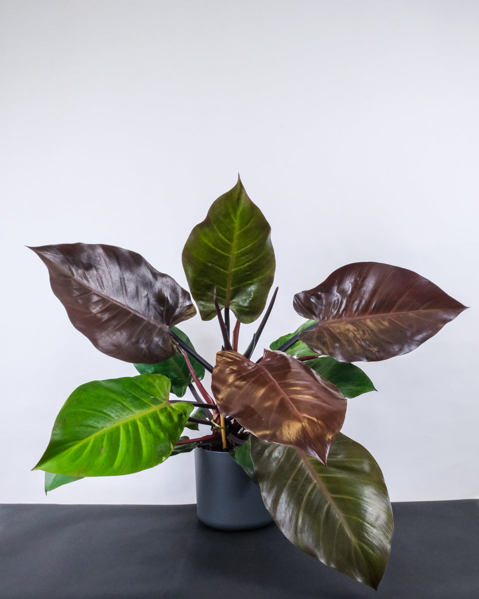 Philodendron Red Cherry im Topf anthrazit