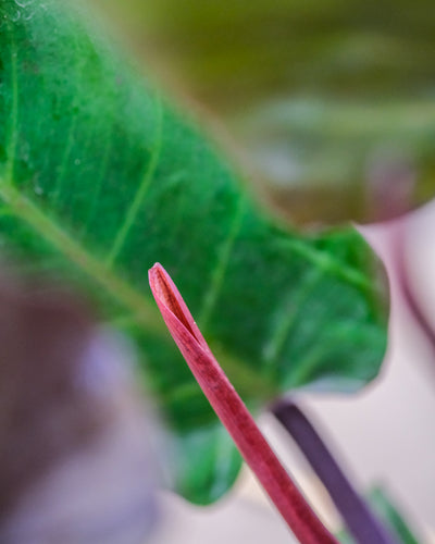 Nahaufnahme eines kirschroten, eingerollten Blatts des Philodendron Red Cherry
