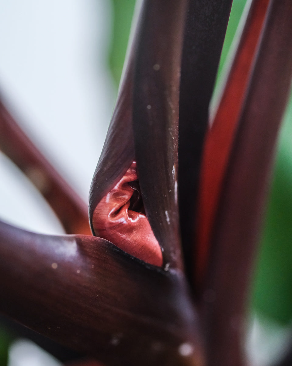 Tief kirschrotes Detail eines Philodendron Red Cherry