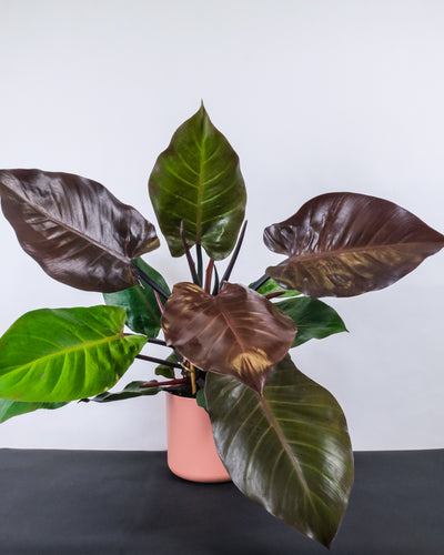 Philodendron Red Cherry in pinkem Topf