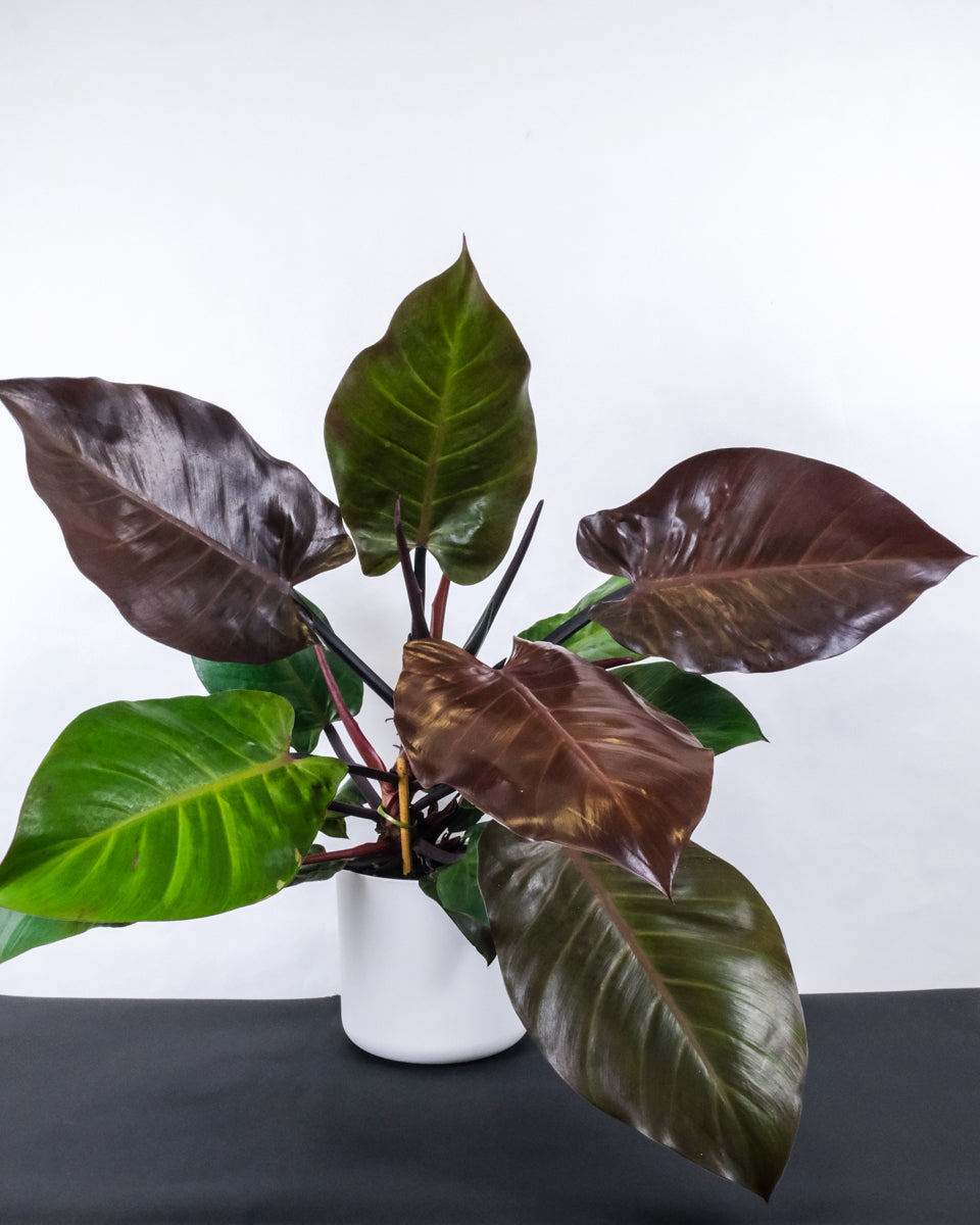 Philodendron Red Cherry in weissem Topf
