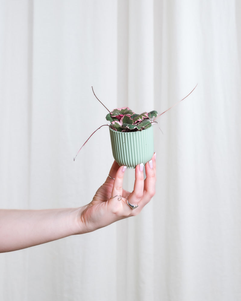 Baby Saxifraga variegata wird von links von einer Hand ins Bild gehalten
