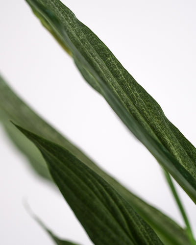Nahaufnahme eines Blattes von einem Einblatt variegata.