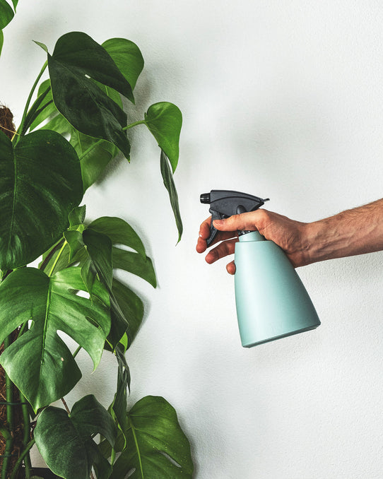 Brussels Sprüher in Minze beim Einsatz an einer Monstera