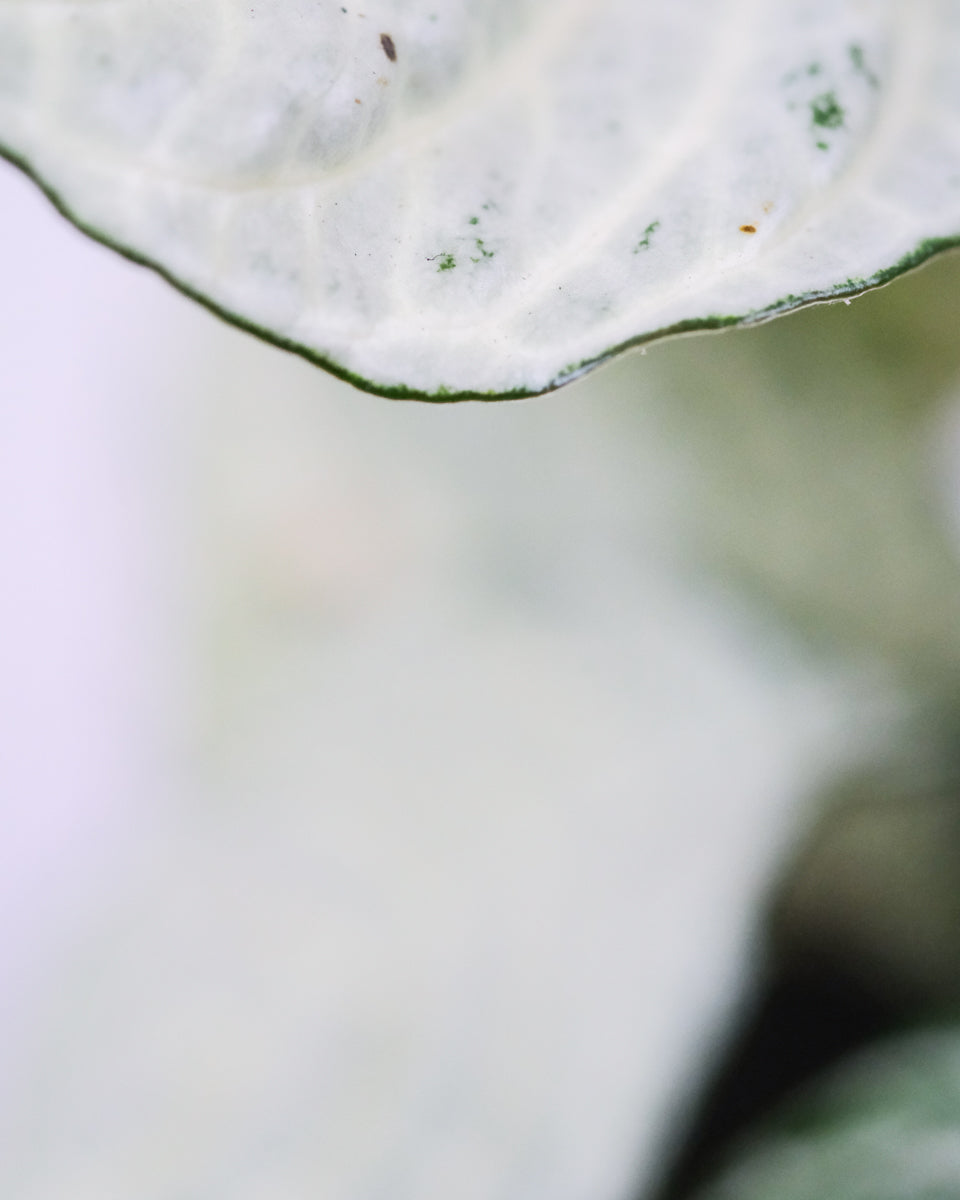 Ein fast weisses Blatt der Weissen Zebrapflanze mit feiner Musterung und dunkelgrünem Blattrand