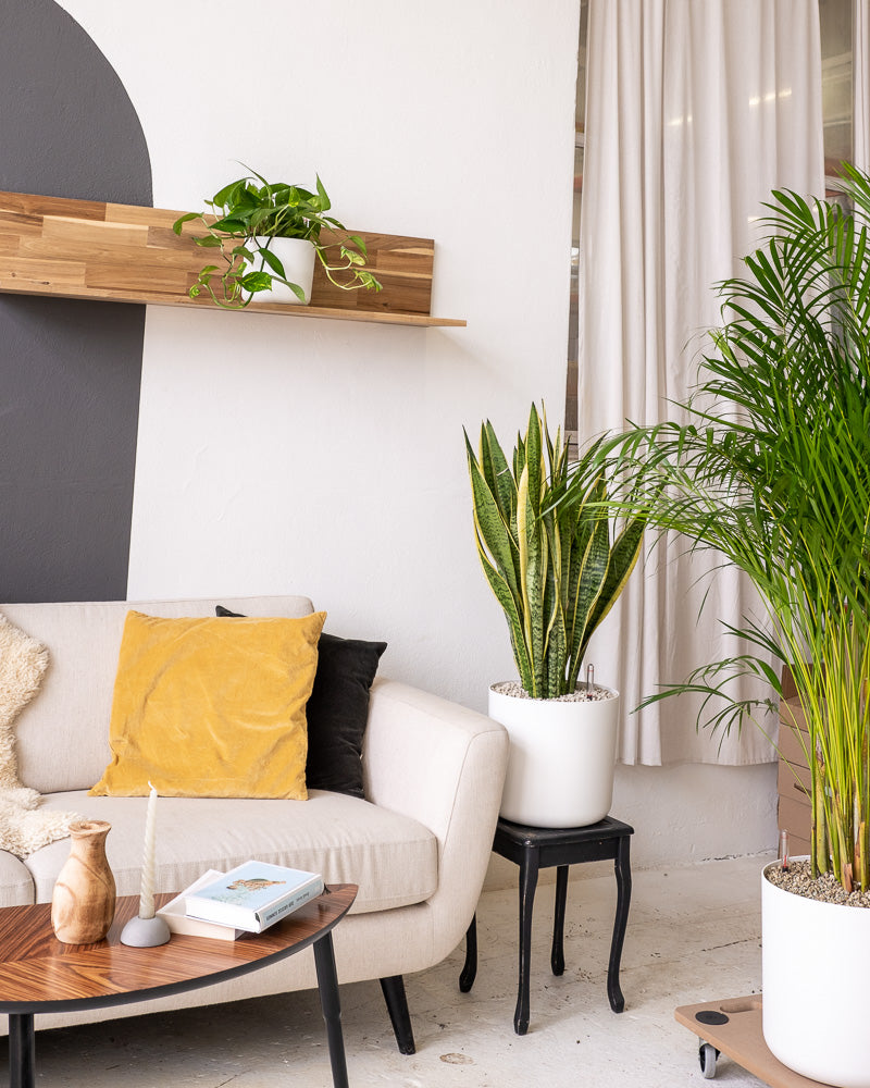 Ein modernes Wohnzimmer mit einer hellen Couch, die mit gelben und schwarzen Kissen geschmückt ist. Ein Couchtisch aus Holz und ein Holzregal mit Topfpflanzen werten das Dekor auf. Ein hohes grünes Dschungel-Set in Vulkastrat in weißen Töpfen steht auf einem kleinen Tisch und dem Boden und verleiht dem Raum eine frische Note.