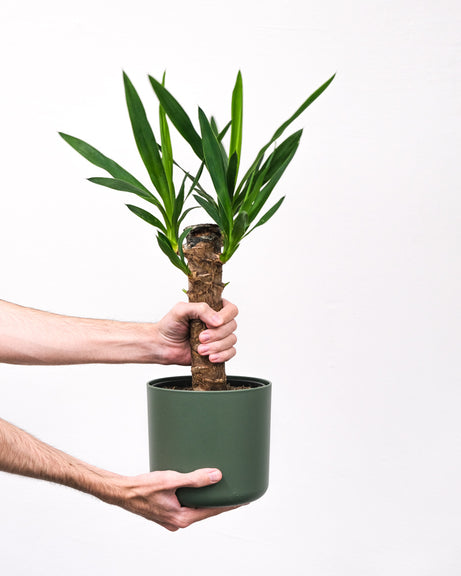 Zwei Hände halten eine kleine Yucca in einem grünen Topf
