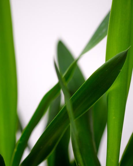 Kleine Yucca