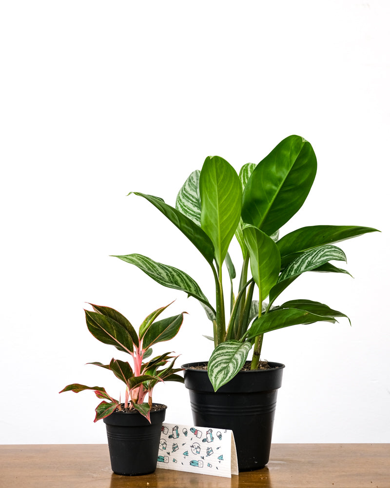 Farbenfrohes Pflanzen-Duo ohne Übertopf