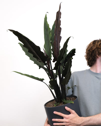 Mann hält eine Alocasia Lauterbachiana in einem anthrazitfarbenen Topf vor weissem Hintergrund. Die Zimmerpflanze hat längliche Blätter mit einer fast schwarzen Rückseite und grünen Oberseiten. 