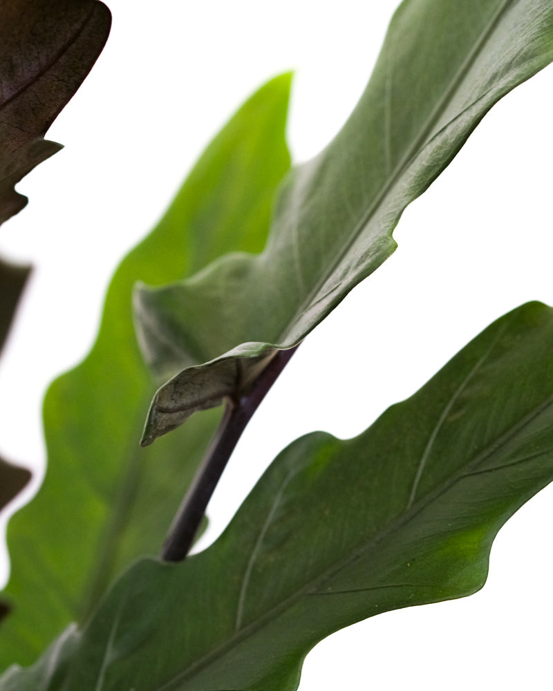 Nahaufnahme einer Alocasia Lauterbachiana. Grüne Blätter und dunkle Stile.