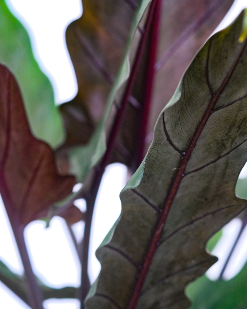 Nahaufnahme der Blätter einer Alocasia Lauterbachiana. Die Blätter gaben dunkelrote Adern und sind grün. 