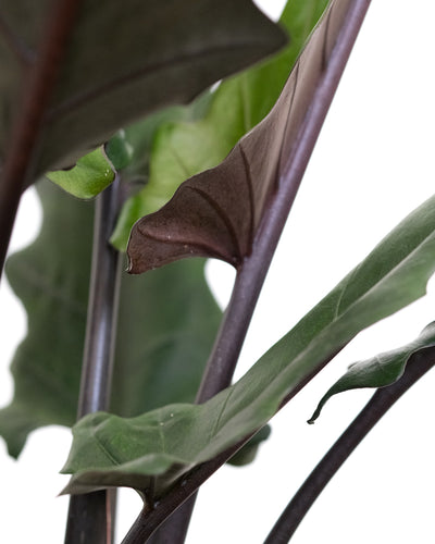 Nahaufnahme einer Alocasia Lauterbachiana mit dunklen Stilen und hellgrünen Blättern