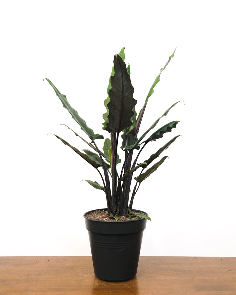 Alocasia Lauterbachiana in schwarzem Innentopf vor weissem Hintergrund. Die Pflanze ohne Übertopf steht auf einem Holztisch.