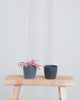 Gif Animation von Baby Cryptanthus bivittatus Pink Star, wechselt von anthrazit Topf zu schwarzem Topf