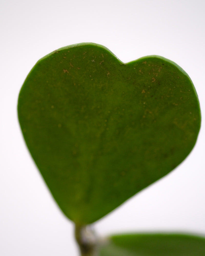 Detailaufnahme eines Blatts der Grossen Herzblatt-Pflanze